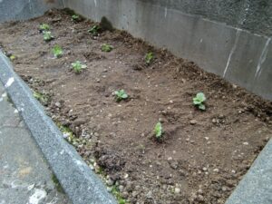 日航ホテル前の花壇
