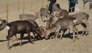 鹿せんべいとばし大会!!