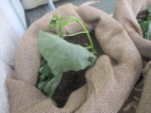 【スコラ生駒】サツマイモを植え付け！