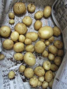 【スコラ生駒】ジャガイモ収穫☆