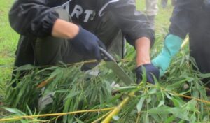 【スコラ生駒】竹を取りに行きました