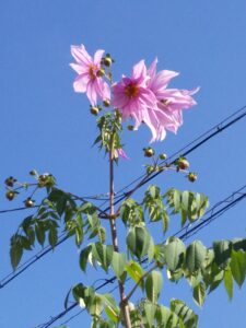 【生駒事業所】冬の花壇が完成！