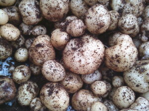 【スコラ生駒】じゃがいも収穫！