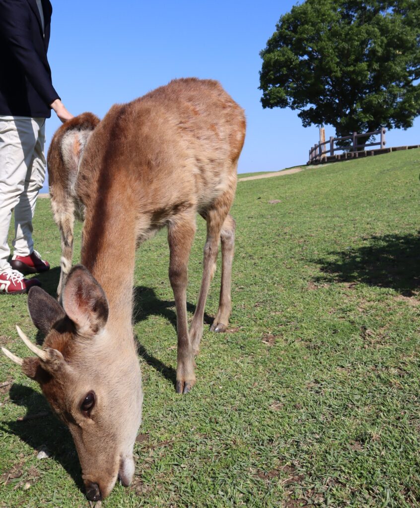 「とある撮影」で若草山へ！