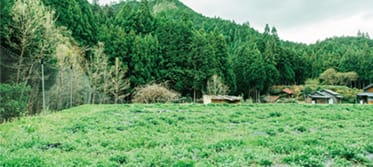 Work 13a: Cultivation